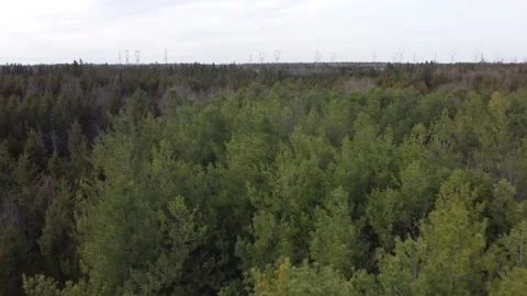 4k Forest 1 Video stock 189440011