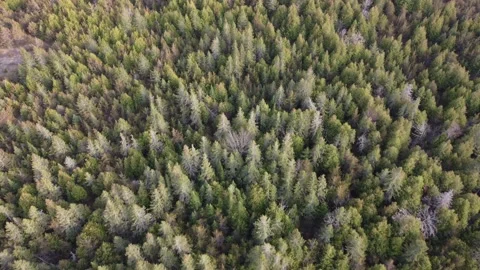 4k Forest 2 Video stock 189440637