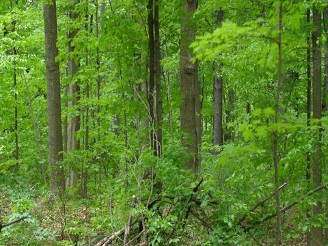 4k Forest Background Stock Footage 76439500