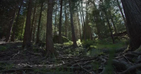 4K Forest Background with Sun through Trees Stock Footage 154479426