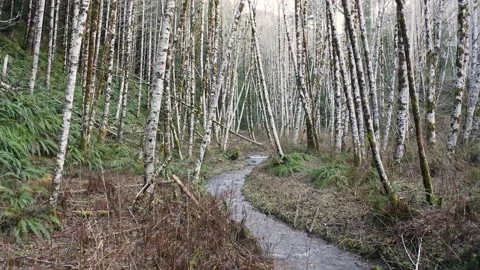 4k Forest Creek with Birch Trees Cinematic Aerial Drone Stock Footage 154054464