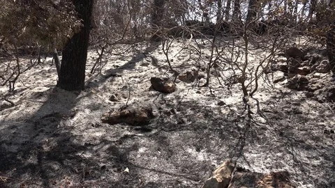 4K Forest fire wood ash in Zakynthos dramatic aftermath arbor trunk plant burnt Stock Footage 80059285