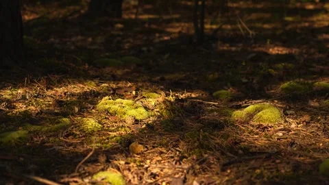 4K Forest Floor Sunlight Dappled Mossy Ground Peaceful Nature Background Or.. Video stock 338309253