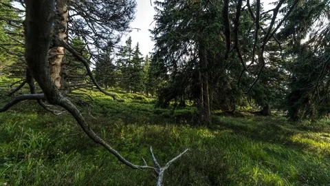 4K Forest with interesting tree shapes Stock Footage 119126218