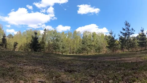 4K Forest nature landscape. View from the ground to the forest Stock-Footage 107453975