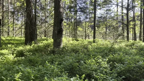 4k Forest Pan Stock Footage 196788345