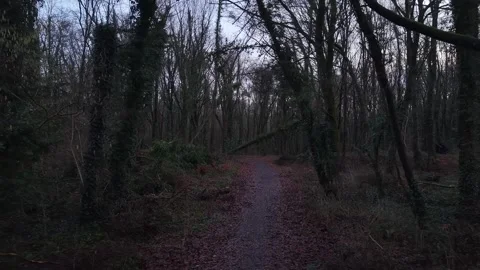 4K Forest Path Through Dark Woodland Stock Footage 333933117