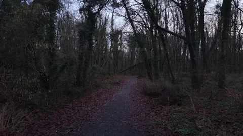 4K Forest Path Through Dark Woodland Vídeo Stock 333933124