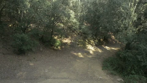 4K Forest path way trees dirt isolated woods day Stock Footage 142506560