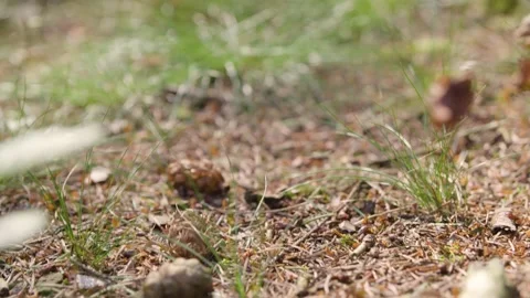 4K - Forest - Pinecones - Moss Stock Footage 239049403