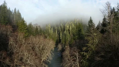 4k Forest River Trees and Clouds Cinematic Drone Aerial Stock Footage 154054934