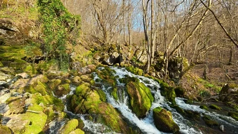 4K Forest Spring Close-up - Water Flowing Over Mossy Rocks with Branch Reveal Video stock 332373750