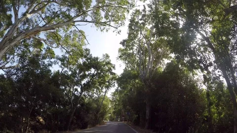 4K: Forest in the sun Stock Footage 78160016