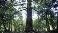 4K Forest Sunlight LM01 HDR Timelapse Pine Trees 4k or 4k+ Resolution