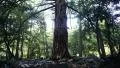 4K Forest Sunlight LM03 HDR Timelapse Zoom Out Pine Trees 4k or 4k+ Resolution