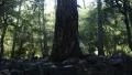4K Forest Sunlight LM04 Timelapse Pine Trees 4k or 4k+ Resolution
