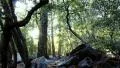 4K Forest Sunlight LM08 Timelapse Zoom In Pine Trees 4k or 4k+ Resolution