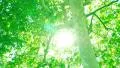 4K Forest Sunlight LM11 4k or 4k+ Resolution