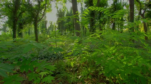 4K Forest sunset time lapse motorized slider shot HDR Stock Footage 42741604