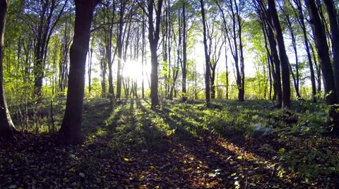 4K!!! Forest sunset timelapse. Autumn time. Video stock 44722546