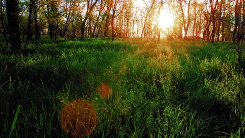 4K forest sunset timelapse Stock Footage 80407850