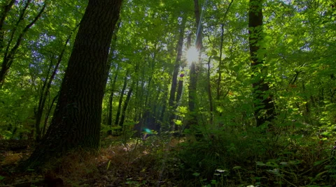 4K Forest time lapse motorized slider with moving shadows. Stock-Footage 42654194