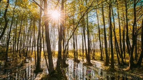 4K Forest Trees Woods Standing In Flood Water After Autumn Rains. Beautiful Stock Photos