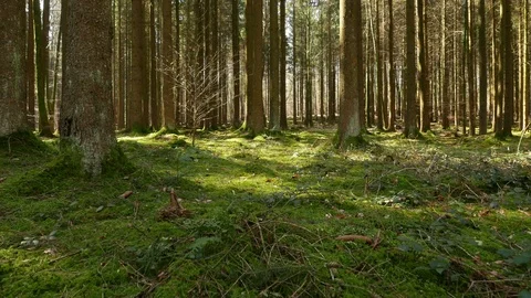 4K Forest Walk In early Spring / Summer Stock Footage 105755608