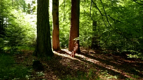 4K Forest Walk in Spring / Summer, Steady Video stock 50228159
