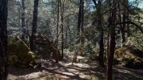4K Forward Moving Shot Through Oak Trunks in Sierra Madre Occidental, Coscomate Vídeo Stock 299867365