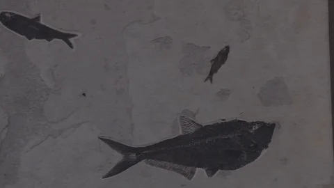 4K Fossilized Fish in Stone 库存影片 123086994