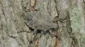 4K Four-humped Stink Bug (Brochymena quadripustulata) 2 4k or 4k+ Resolution