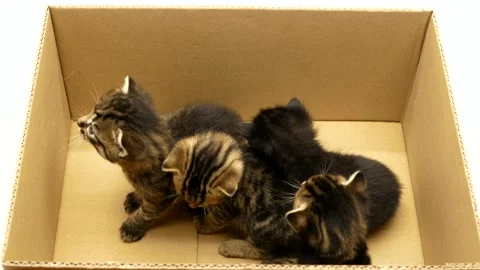 4k Four little kittens playing in a cardboard box. Stock Footage 204565737