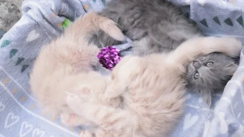 4k Four little kittens playing in cardboard box. Curious playful funny striped Stock Footage 223043874