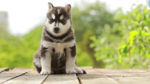 4K Four-week-old Husky Puppy Of White-gray-black Color Walking On Wooden Ground Stock Footage