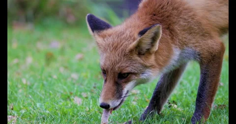 4k with a fox in nature near a forest in autumn. Stock Footage 252655825