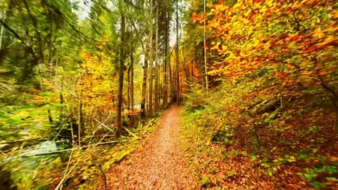 4K FPV Drone Flight Through Autumn Forest Trail Stock Footage 329964446