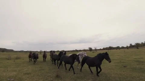 4K FPV Drone Fly-Through Wild Horse Herd - Smooth Gliding in Lush Meadow Stock Footage 330497980