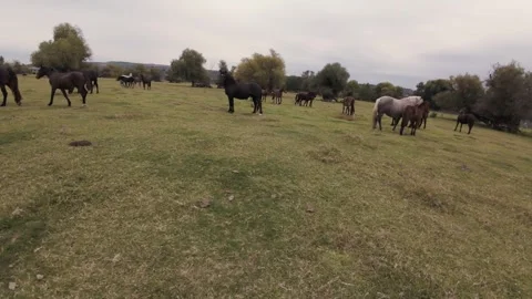 4K FPV Drone Fly-Through Wild Horse Herd - Smooth Gliding in Lush Meadow Stock Footage 330498177