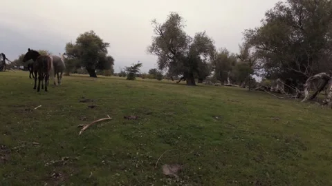 4K FPV Drone Fly-Through Wild Horse Herd - Smooth Gliding in Lush Meadow Stock Footage 330498180