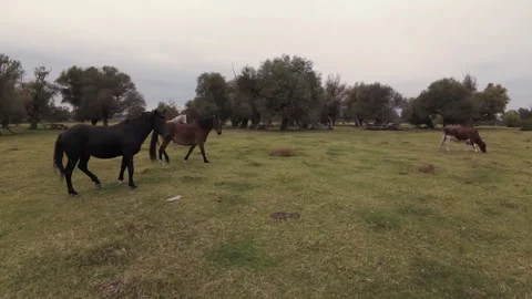 4K FPV Drone Fly-Through Wild Horse Herd - Smooth Gliding in Lush Meadow Stock Footage 330498246
