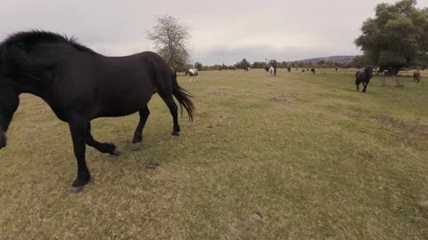 4K FPV Drone Fly-Through Wild Horse Herd - Smooth Tracking in Lush Meadow Stock-Footage 330498249