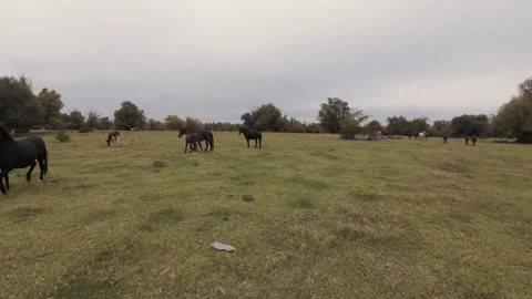 4K FPV Drone Fly-Through Wild Horse Herd - Smooth Tracking in Lush Meadow Stock Footage 330498310