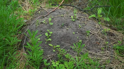 4k frame of an anthill in the middle of the forest 스톡 동영상 194997574
