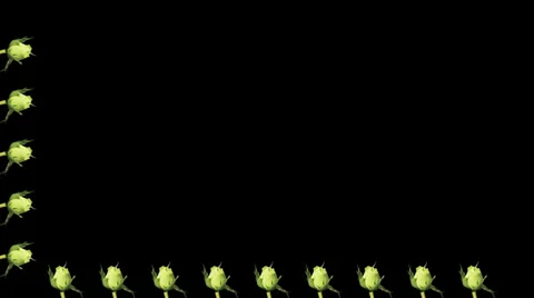 4K. Frame of blooming roses time-lapse with alpha matte Stock Footage 32965143