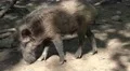 4k Freaky wild boar close up under tree shadow at a sunny day 4k or 4k+ Resolution