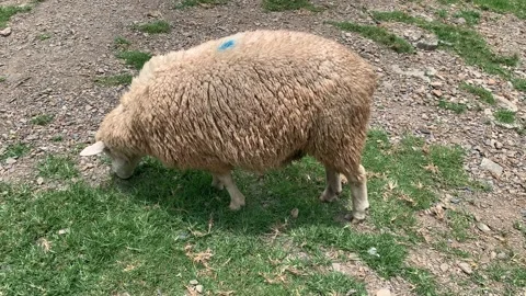 4k free range sheep eating green grass, farm animals concept Stock Footage 157725001