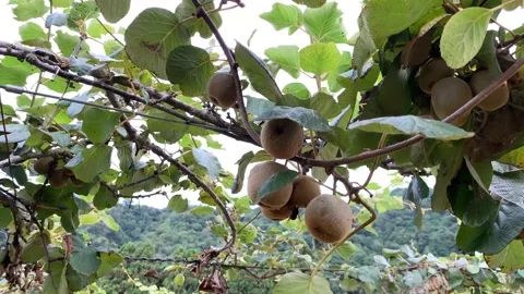 4k Fresh kiwi fruit on tree growing, Kiwifruit Actinidia Stock Footage 152736661