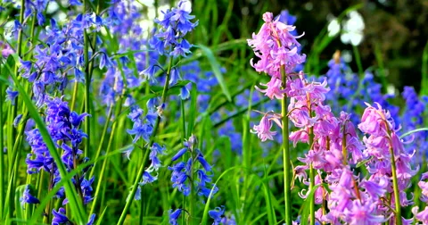 4K Fresh Spring Flowers in Public Park, Close Up Shot Stock-Footage 57719990