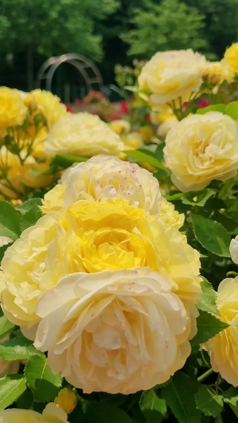 4K Fresh Yellow Rose Uplifting Portrait Stock Footage 330199832